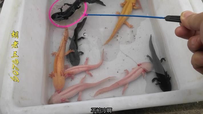 六角恐龍魚長什么樣，六角恐龍魚是一種外觀獨特、體色多變的兩棲動物