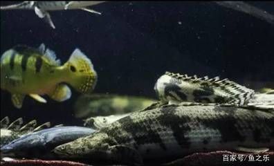 龍魚吃食正常趴缸是什么原因 魚：龍魚在進(jìn)食后出現(xiàn)趴缸的行為可能由多種因素引起