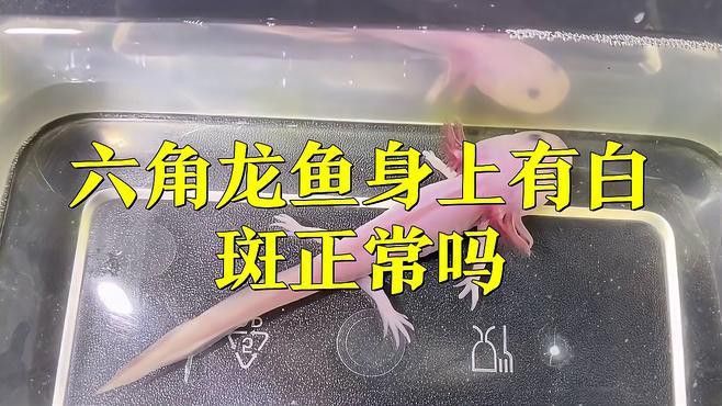 如何區分六角龍魚的白點病和天然白斑？