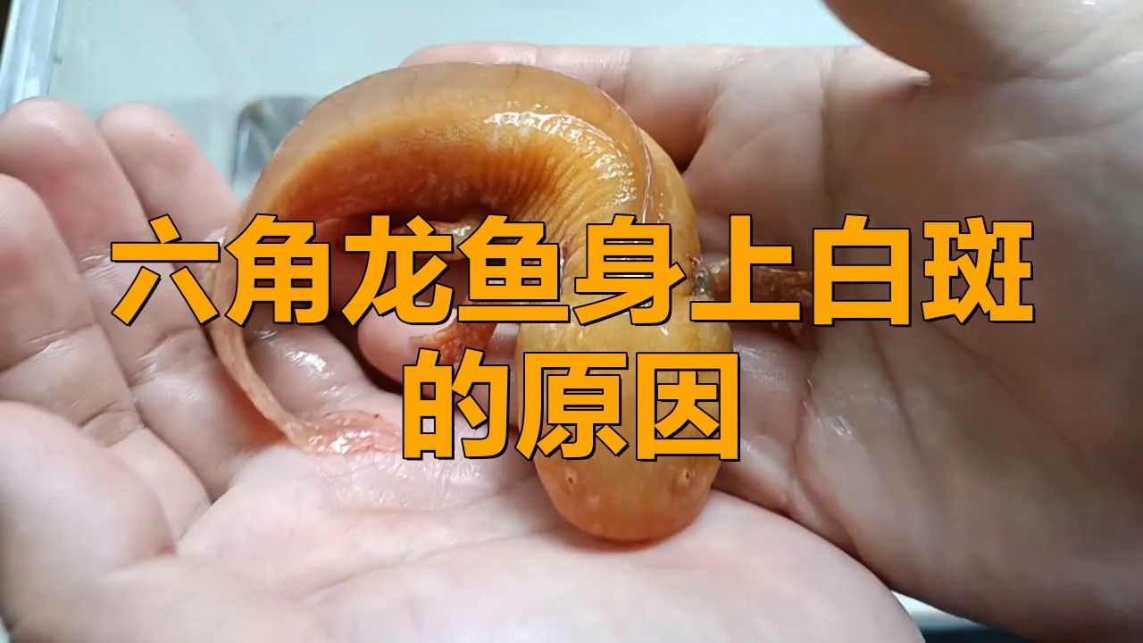 如何區分六角龍魚的白點病和天然白斑？