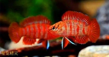 龍魚怎么變色了呢圖片：如何判斷龍魚變色的基本過程