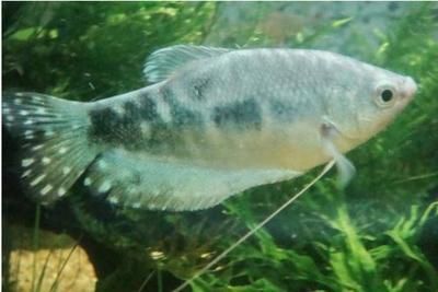 龍魚的狀態怎樣分別公母，如何區分龍魚的性別