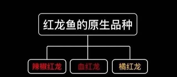 紅龍魚挑選標準圖片高清大全