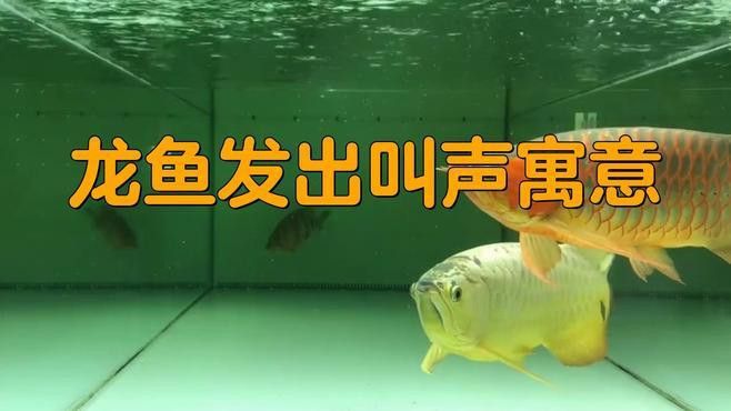 金龍魚叫什么原因