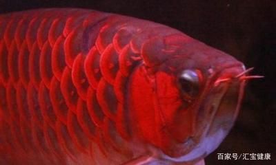 買紅龍魚并記錄：世界上最貴的觀賞魚紀錄（搜索結果6）（搜索結果6）