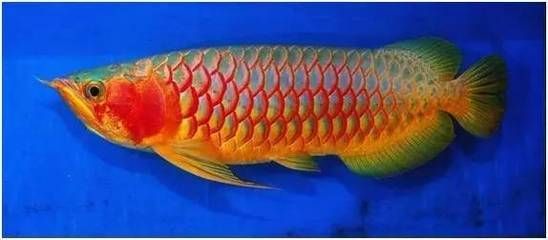 龍魚半年長10公分是否算快（龍魚半年長10公分的速度是否算快）