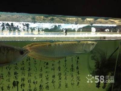 龍魚半年長10公分是否算快（龍魚半年長10公分的速度是否算快）