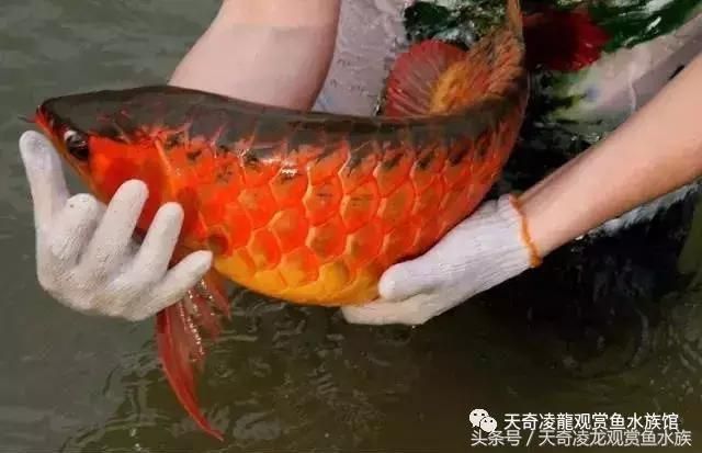 龍魚趴缸不吃食是什么原因呢（龍魚趴缸不吃食可能由多種原因引起）