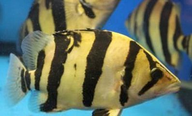 龍魚為什么一開燈就趴缸（龍魚一開燈就趴缸可能與光照變化、潛在健康問題有關）