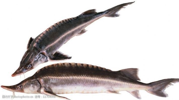 龍魚喂魚食可以嗎，龍魚專用飼料品牌推薦