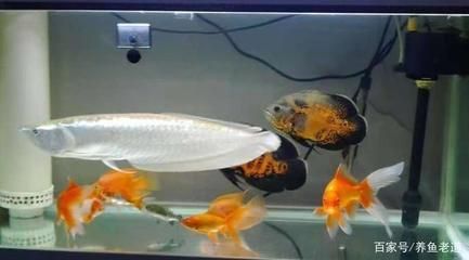 印度金龍魚能長多大：與銀龍魚混養的幾種魚種