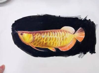 金龍魚色彩臨摹：國畫金龍魚色彩臨摹教程