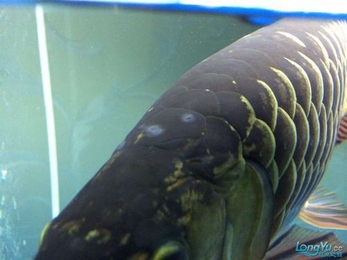 銀龍魚身上長白點了怎么辦圖片