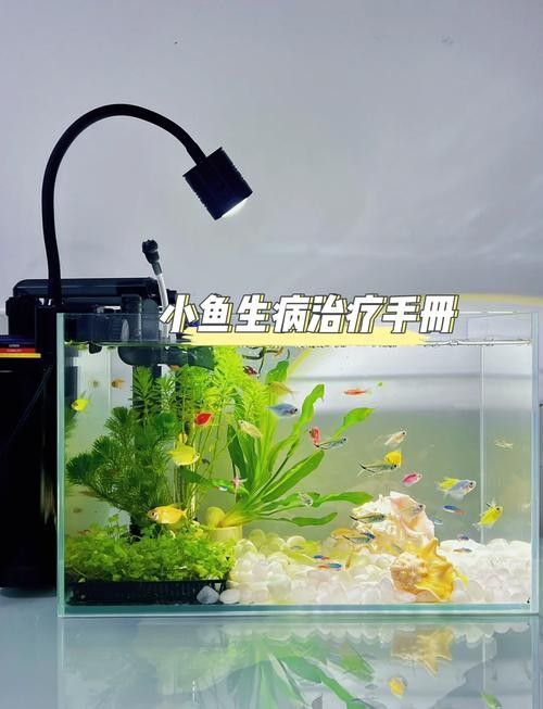銀龍魚身上長白點了怎么辦圖片