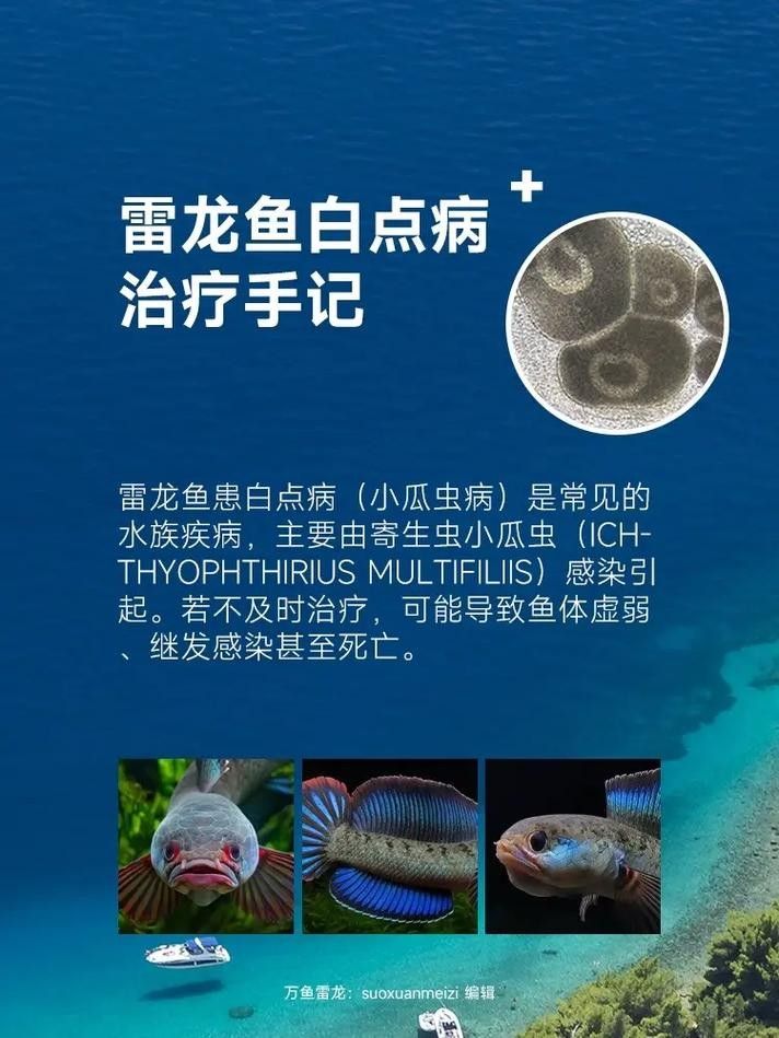 銀龍魚身上長白點了怎么辦圖片