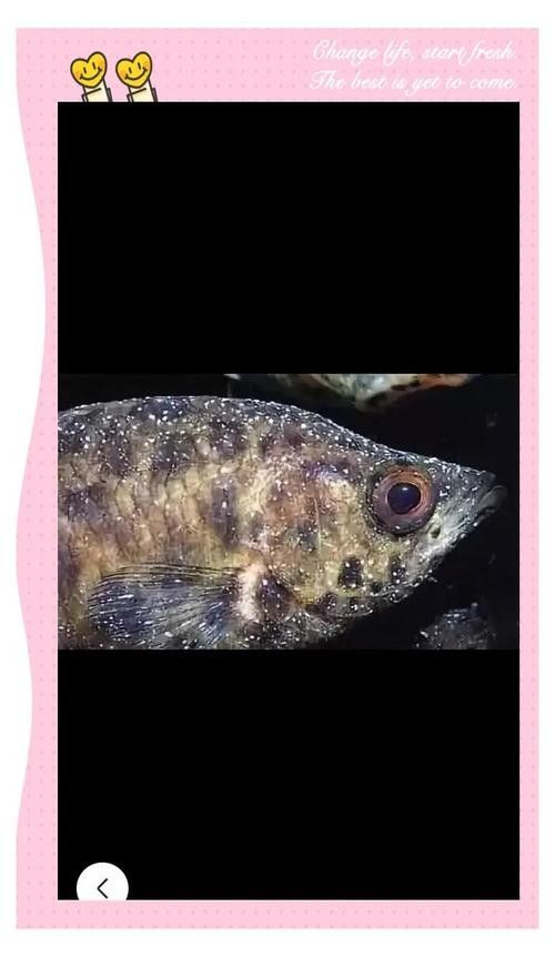 銀龍魚身上長白點了怎么辦圖片