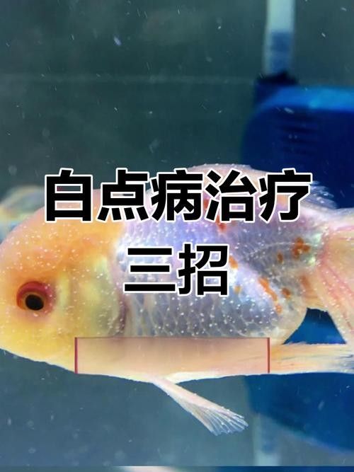 銀龍魚身上長白點了怎么辦圖片