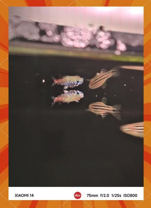 銀龍魚身上長白點了怎么辦圖片