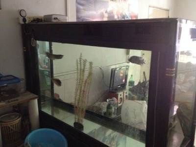 龍魚的過濾材料怎么用：養龍魚時選擇合適的過濾材料和過濾材料并正確使用是關鍵一環