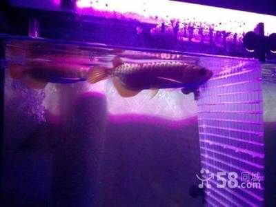紅龍魚好養還是金龍魚好養：紅龍魚和金龍魚哪個更好養