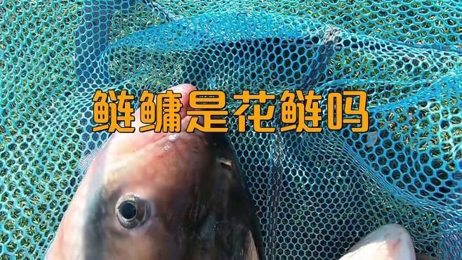 鰱鳙俗稱什么魚