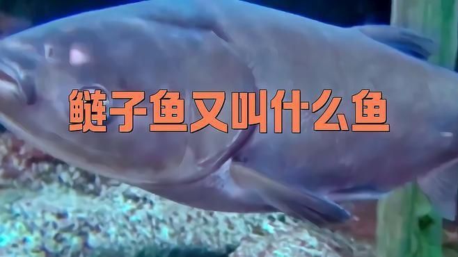 鰱鳙俗稱什么魚