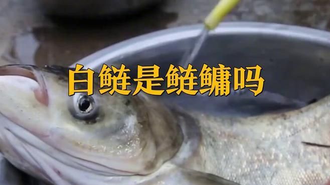 鰱鳙俗稱什么魚