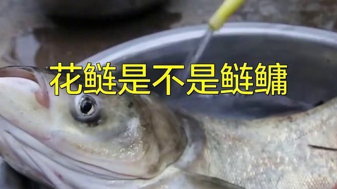 鰱鳙俗稱什么魚