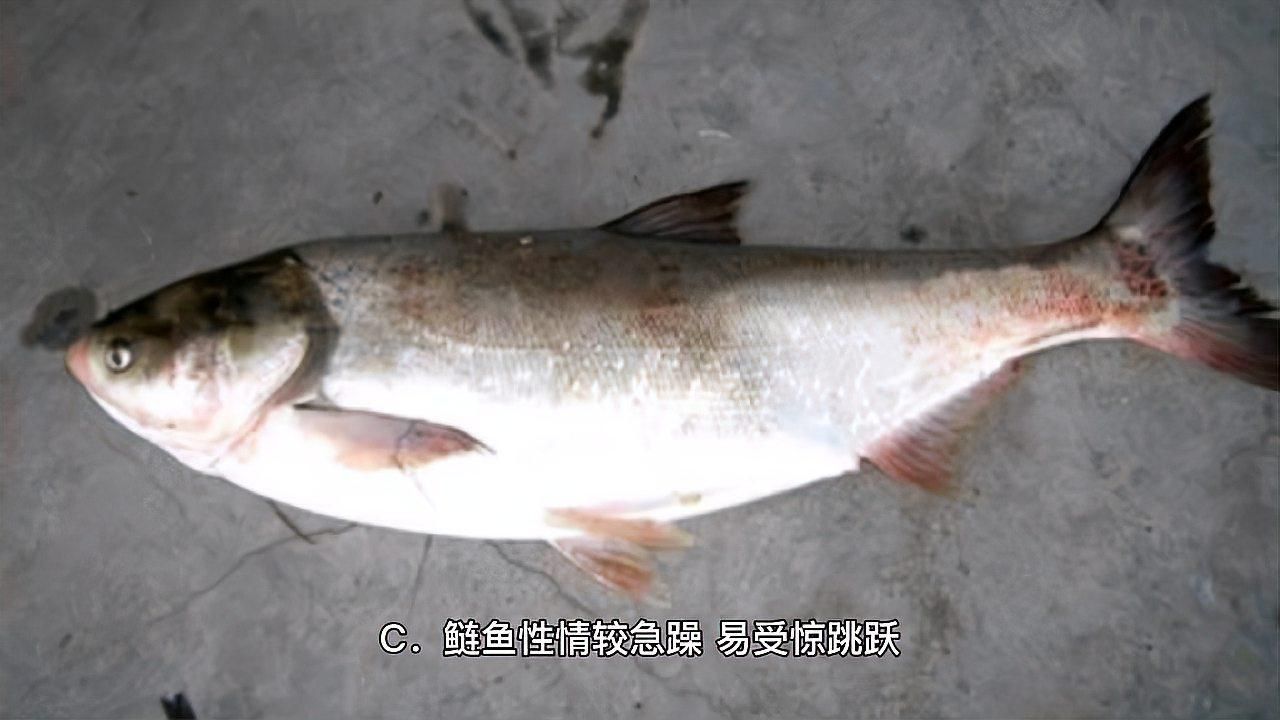 鰱鳙俗稱什么魚