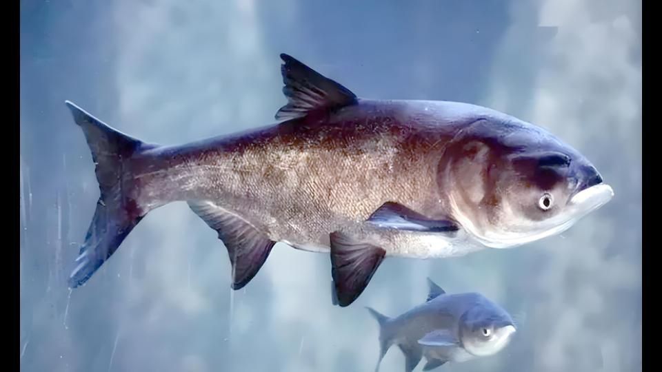 鰱鳙俗稱什么魚