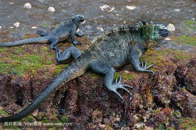 鴨嘴龍魚（鴨嘴龍魚是一種美麗且有趣的觀賞魚）