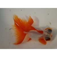 哪里有賣金龍魚魚苗的
