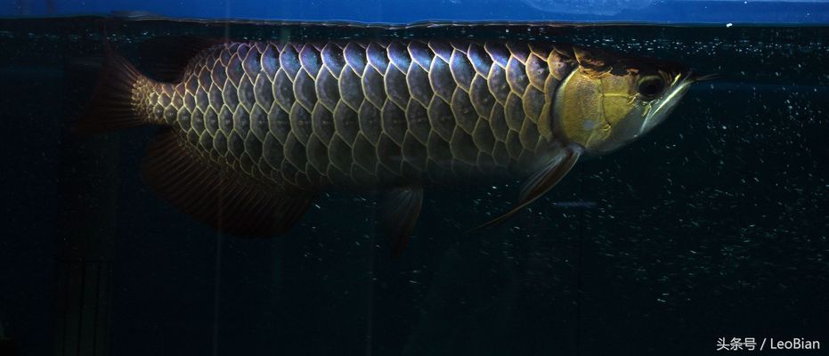 10000k色溫燈對龍魚：10000k色溫燈對龍魚發色的影響