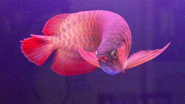 紅龍魚和藍龍魚哪個好養：紅龍魚和藍龍魚哪個好養紅龍魚和藍龍魚哪個好養
