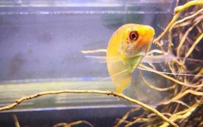 久鼎龍魚缸怎么樣