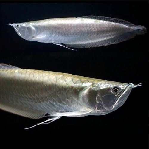 銀龍魚魚苗圖片大全