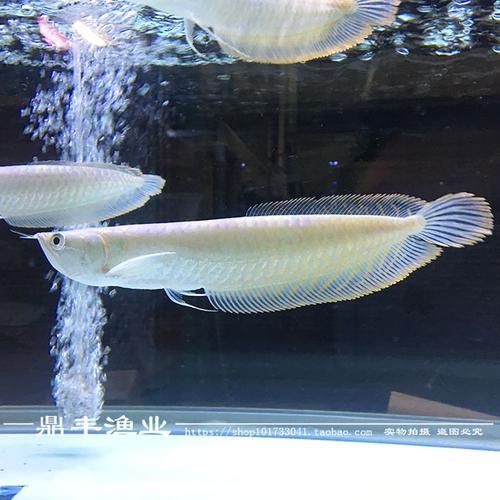 銀龍魚魚苗圖片大全