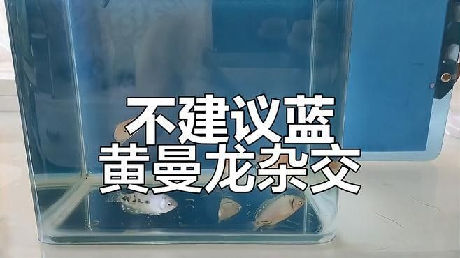 銀龍魚魚苗圖片大全