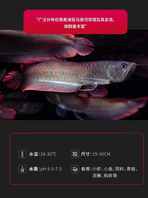 銀龍魚魚苗圖片大全