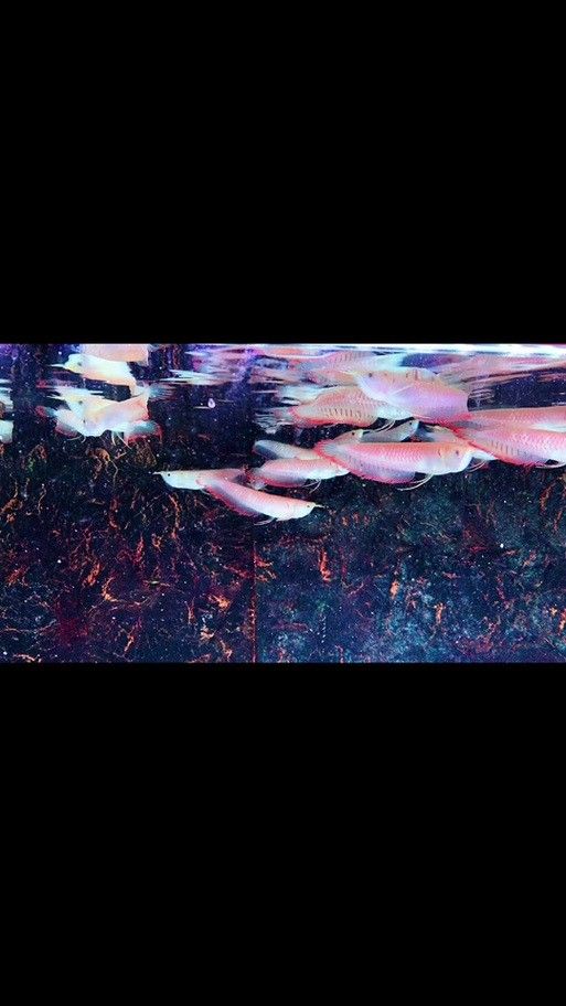 銀龍魚魚苗圖片大全