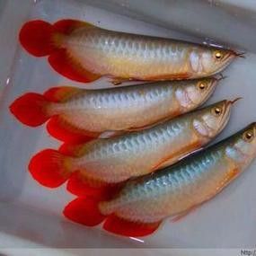 銀龍魚魚苗圖片大全
