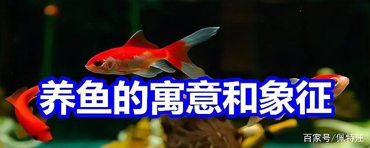 龍魚象征著什么寓意