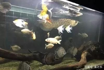 龍魚總是躲角落里：龍魚為什么喜歡躲在角落里