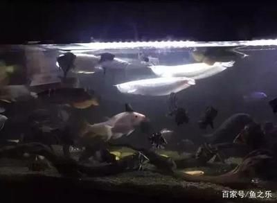 龍魚總是躲角落里：龍魚為什么喜歡躲在角落里