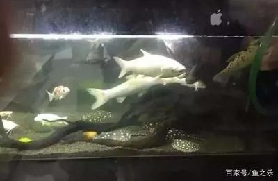 龍魚總是躲角落里：龍魚為什么喜歡躲在角落里