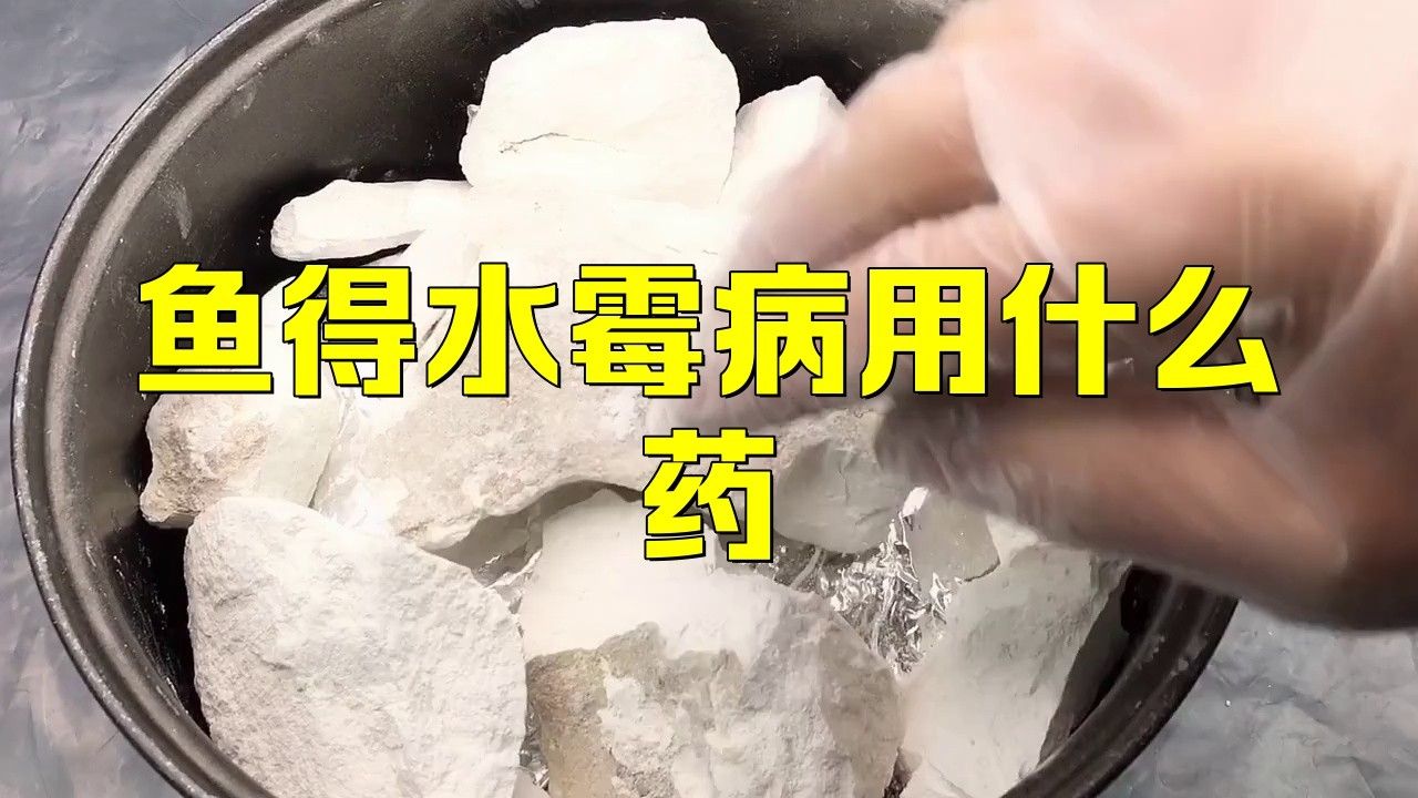 紅龍魚身上長白毛怎么辦啊