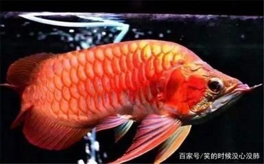 龍魚怎么養(yǎng)活的快：養(yǎng)龍魚需要注意以下幾個(gè)方面，