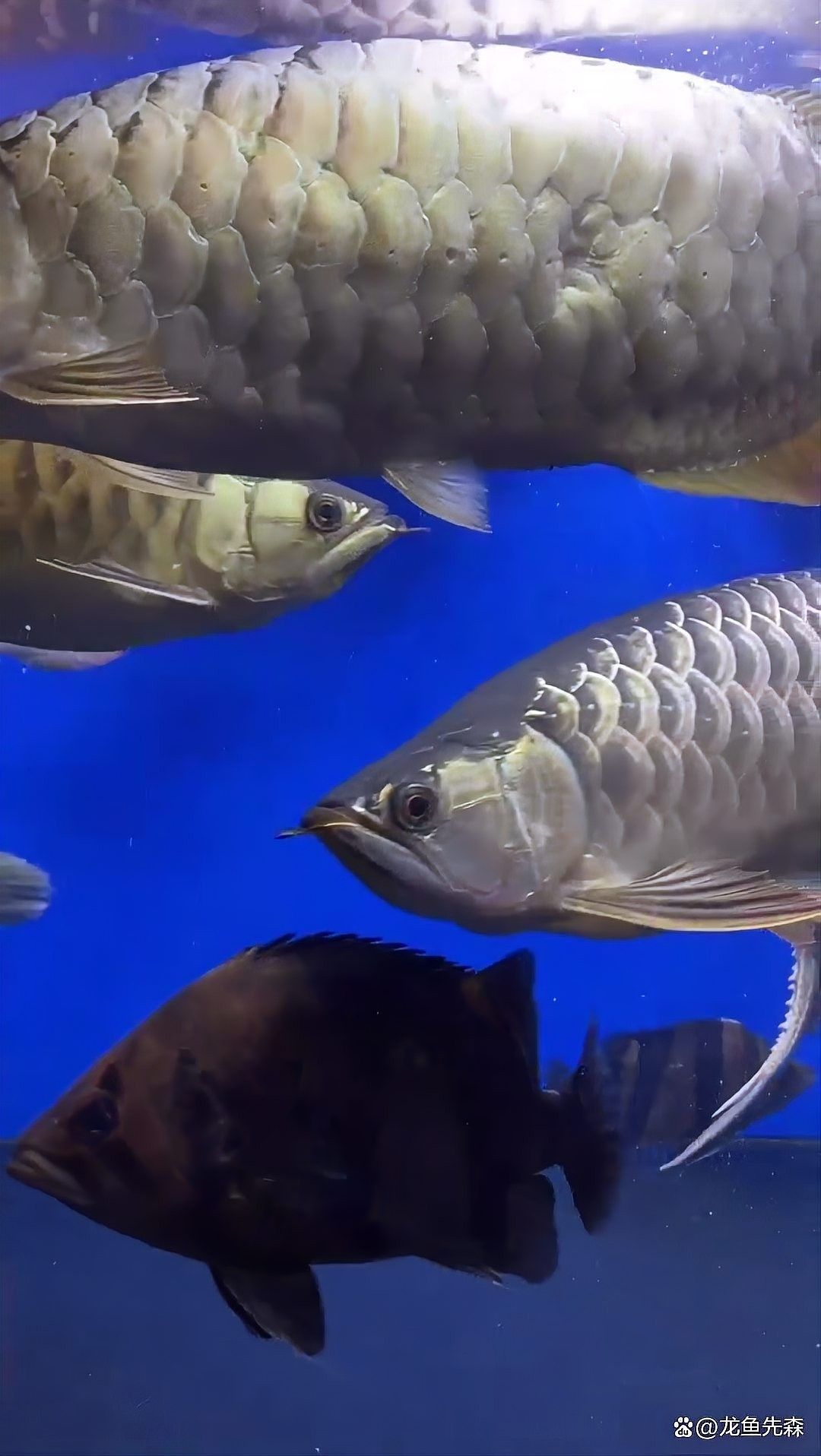龍魚打架后多久可以合缸？
