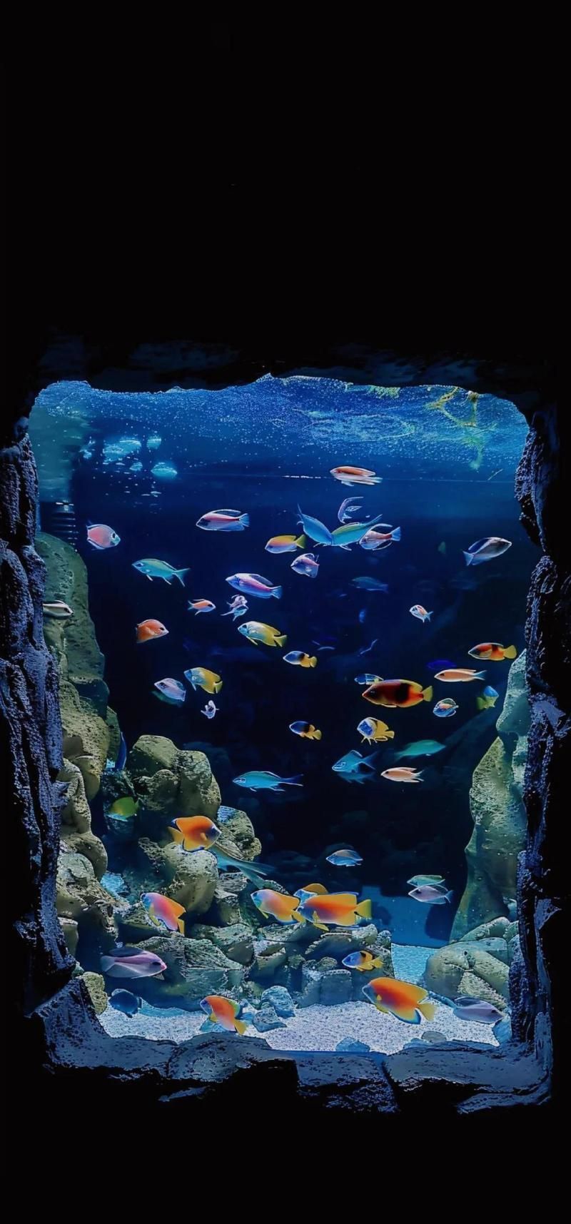 紅龍魚高清動態壁紙