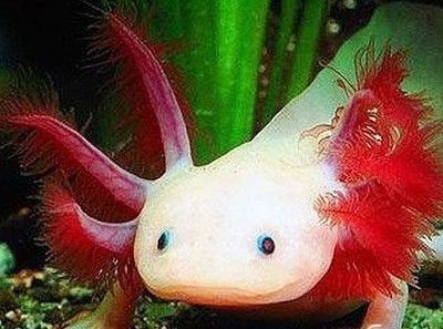 龍魚混養打架不吃東西怎么回事：龍魚混養打架不吃東西怎么辦